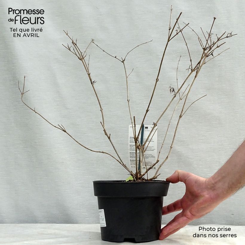 Example of Buddleia davidii Nanho White - Arbre aux papillons nain Pot de 2L/3L as you get in printemps