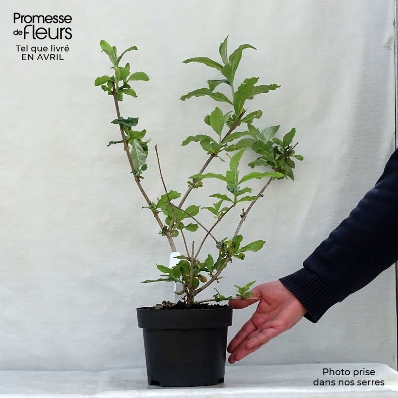 Example of Buddleia davidii Pink Delight - Arbre aux papillons à fleurs rose vif Pot de 3L/4L as you get in printemps