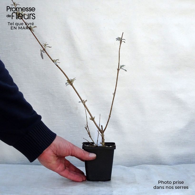 Example of Buddleia davidii Pink Delight - Arbre aux papillons à fleurs rose vif Godet de 8/9 cm as you get in printemps