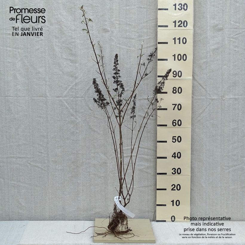 Example of Buddleia davidii Pink Delight - Arbre aux papillons à fleurs rose vif Racines nues as you get in hiver