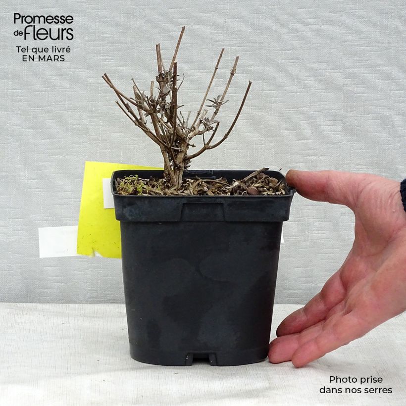 Example of Buddleia davidii Prince Charming - Arbre aux papillons Pot de 2L/3L as you get in printemps