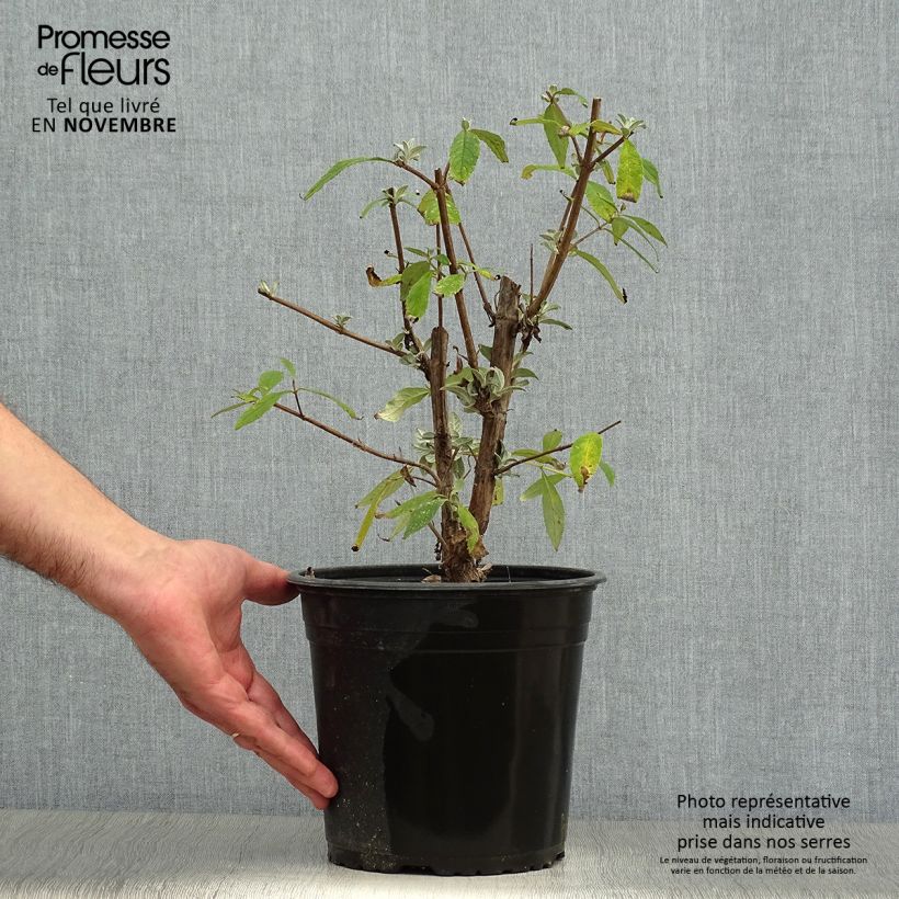 Spécimen de Buddleia davidii Rêve de Papillon Pink - Arbre aux papillons Pot de 4L/5L tel que livré en automne