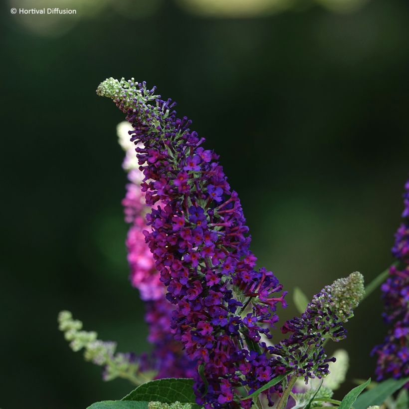 Buddleia davidii Rêve de Papillon Violet - Arbre aux papillons (Floraison)