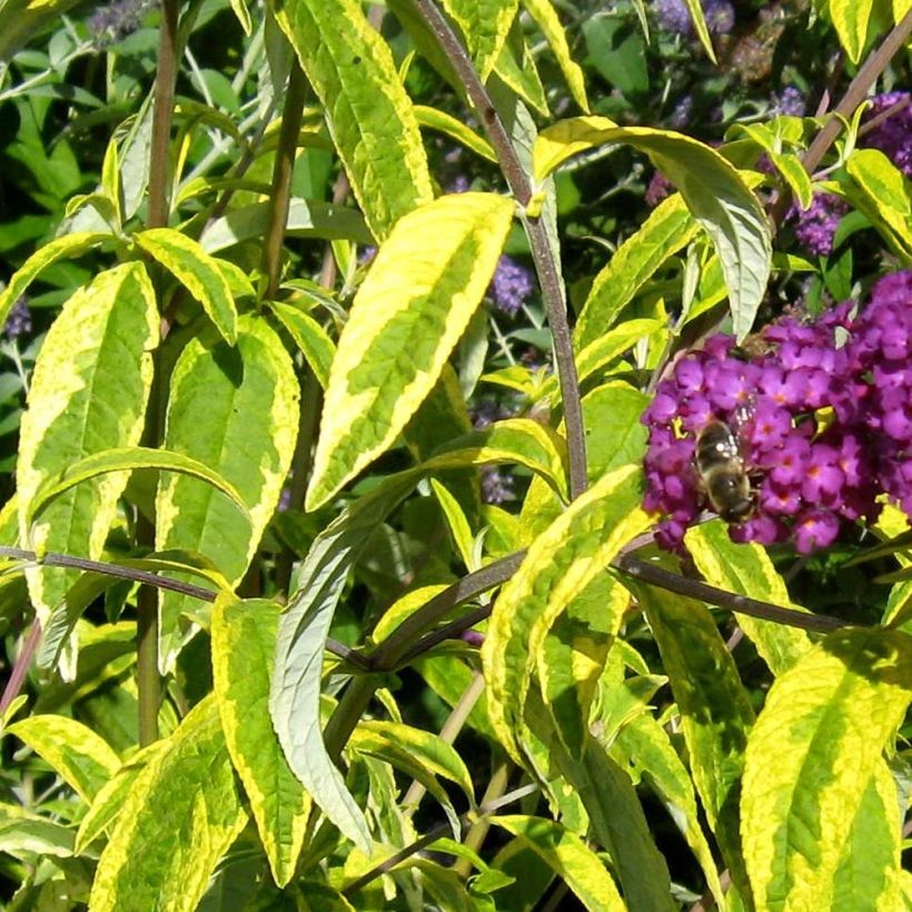 Buddleia davidii Santana - Arbre à papillons panaché (Foliage)