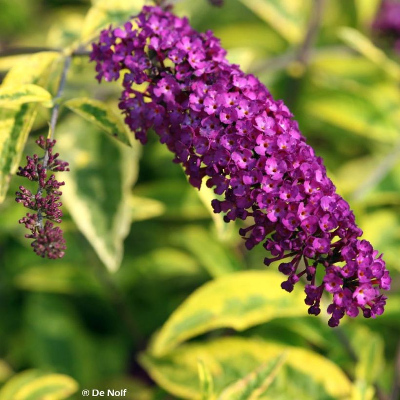 Buddleia davidii Santana - Arbre à papillons panaché (Flowering)