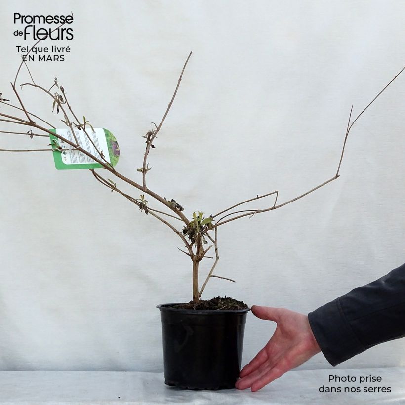 Example of Buddleia davidii Santana - Arbre à papillons panaché Pot de 2L/3L as you get in printemps