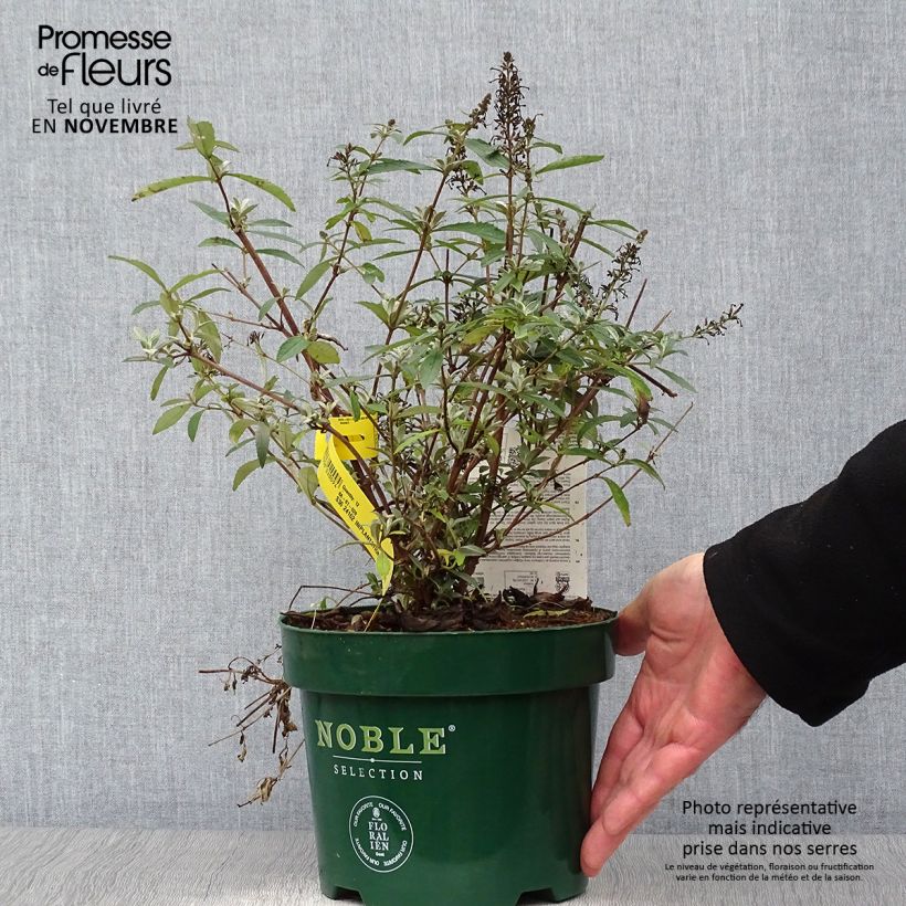 Spécimen de Buddleia davidii Sophie - Arbre à papillons Pot de 2L/3L tel que livré en automne