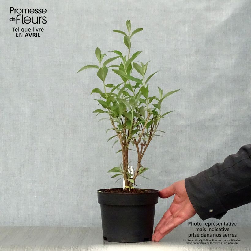 Example of Buddleia davidii Sophie - Arbre à papillons Pot de 2L/3L as you get in printemps