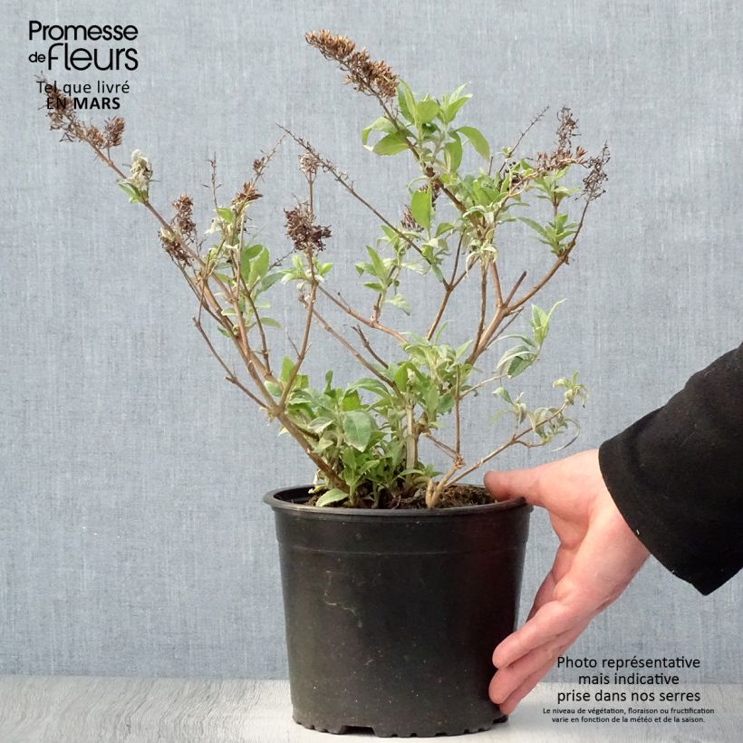Example of Buddleia davidii Summer Beauty Pot de 2L/3L as you get in printemps