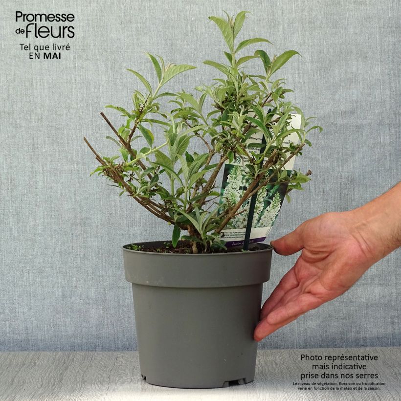 Example of Buddleia davidii White Ball Pot de 3L/4L as you get in printemps