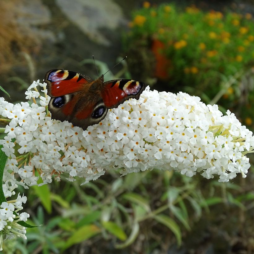 Buddleia davidii White Profusion - Arbre aux papillons (Flowering)