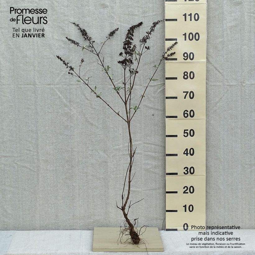 Example of Buddleia davidii White Profusion - Arbre aux papillons Racines nues as you get in hiver