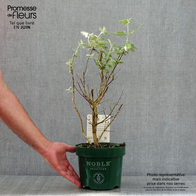 Spécimen de Buddleia glomerata Silver Service - Arbre aux papillons  Pot de 3L/4L tel que livré en été