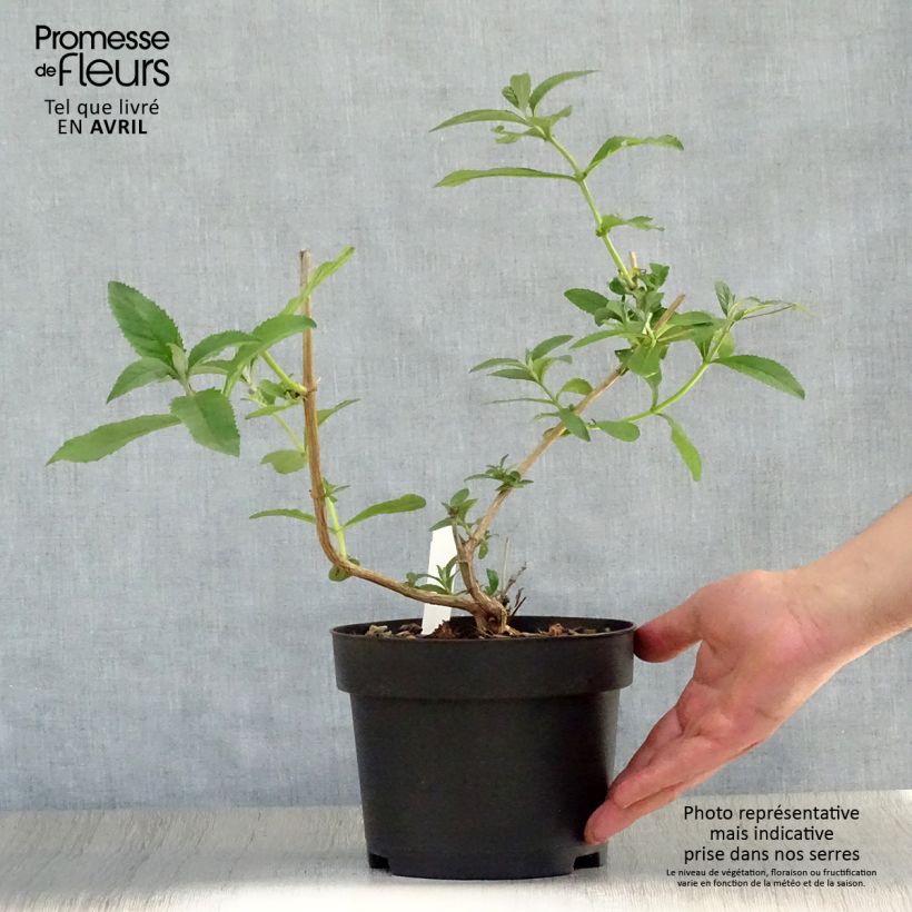 Example of Buddleia weyeriana Sungold - Arbre aux papillons Pot de 2L/3L as you get in printemps