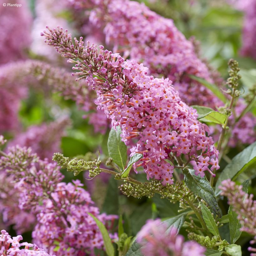 Buddleja davidii Butterfly Candy Little Pink - Arbre aux papillons nain (Flowering)