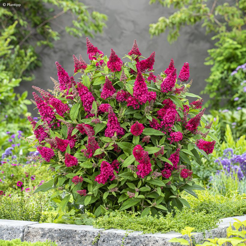 Buddleja davidii Butterfly Candy Little Ruby - Arbre aux papillons nain (Plant habit)