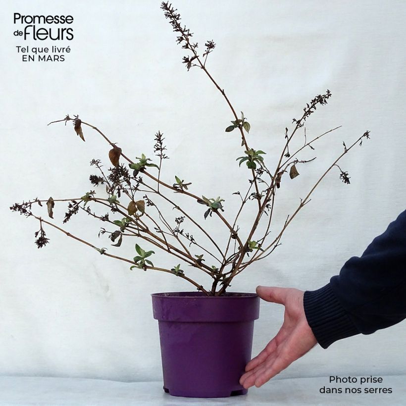 Example of Buddleja High Five Purple - Arbre aux papillons Pot de 2L/3L as you get in printemps