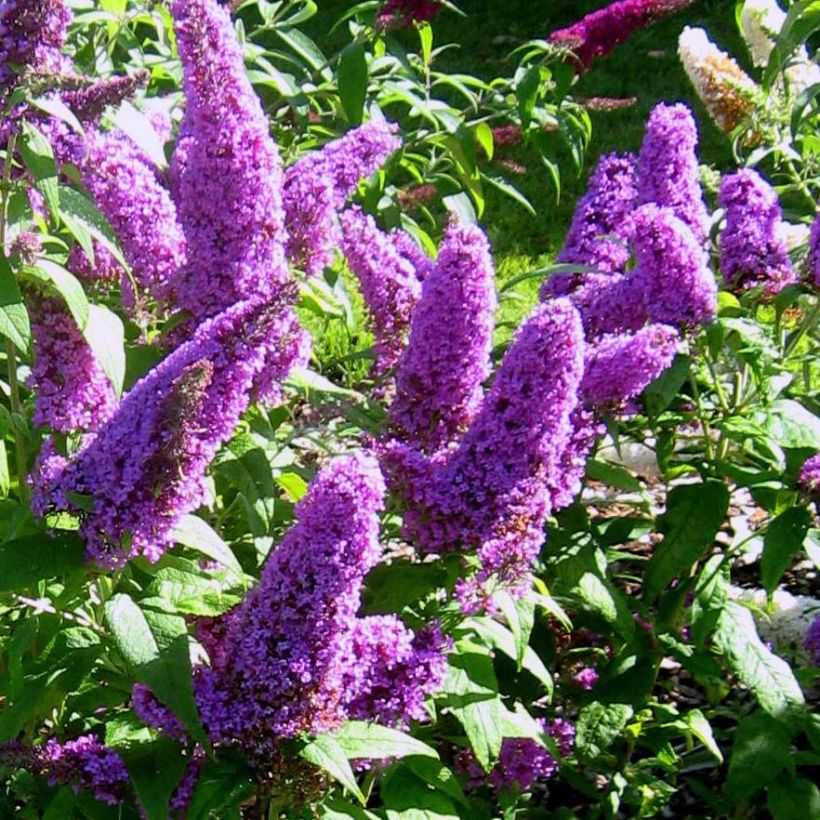 Buddleja Peacock - Arbre aux papillons (Flowering)