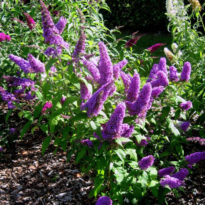 Buddleja Peacock - Arbre aux papillons (Plant habit)