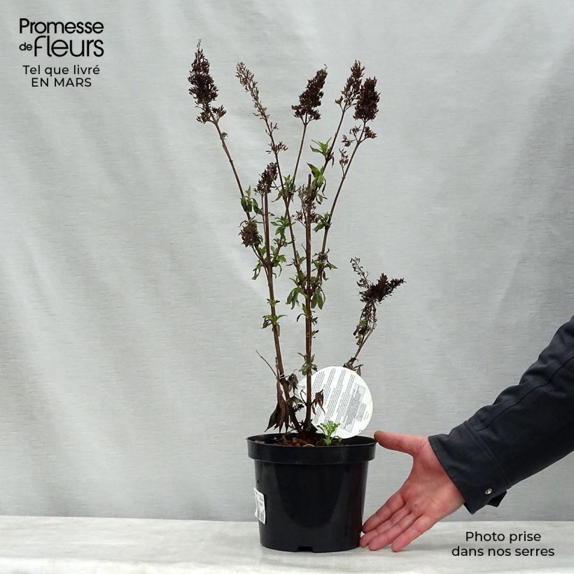 Example of Buddleja Peacock - Arbre aux papillons Pot de 3L/4L as you get in printemps