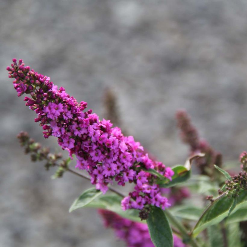 Buddleja Pink Micro Chip - Arbre aux papillons nain (Flowering)