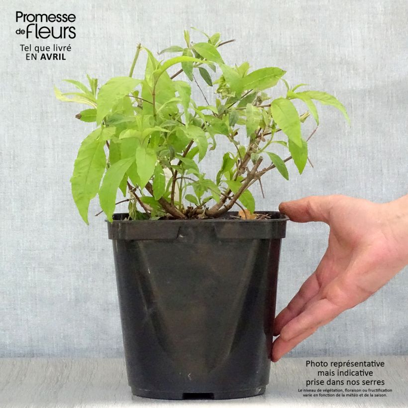 Example of Buddleja Wisteria Lane - Arbre à papillons Pot de 3L/4L as you get in printemps