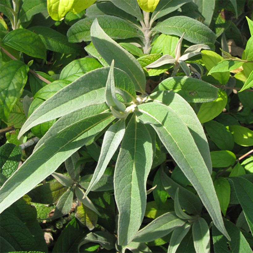 Buddleja colvilei - Arbre aux papillons (Foliage)