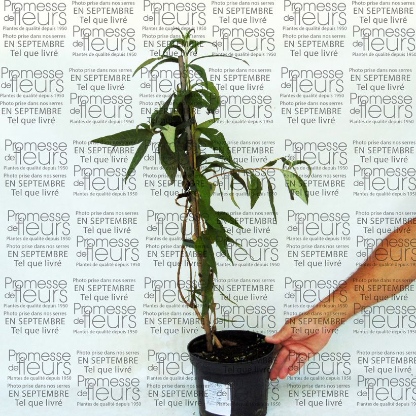 Example of Buddleja colvilei - Arbre aux papillons Pot de 2L/3L as you get