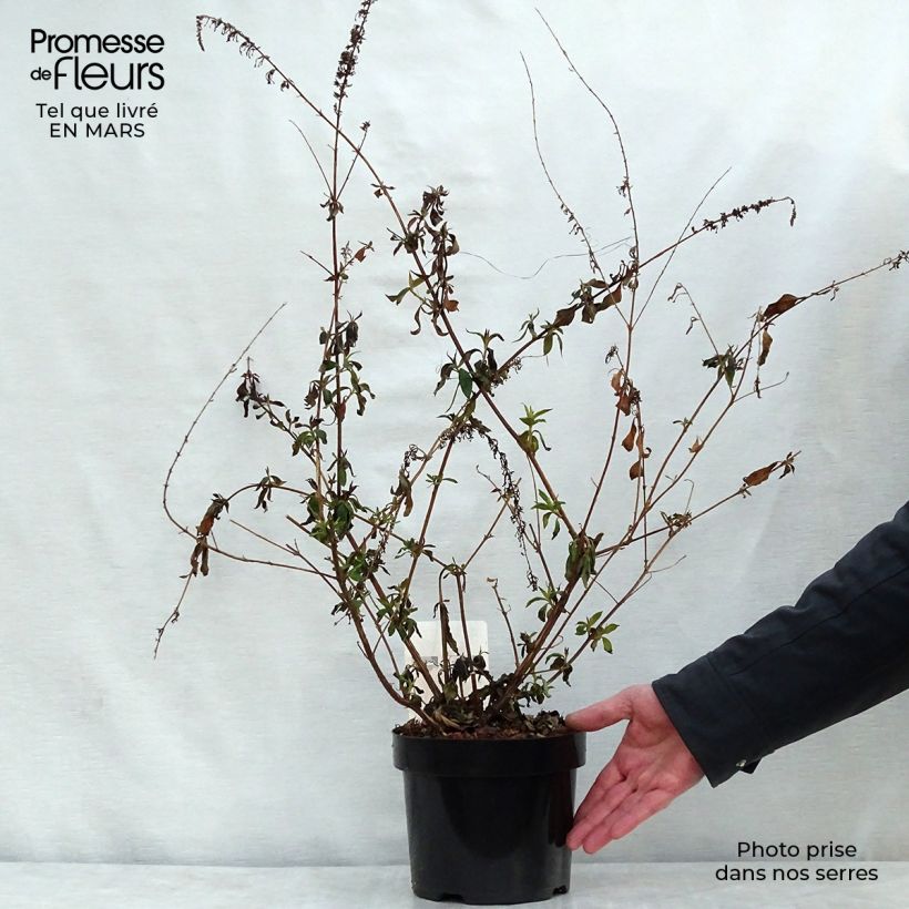 Example of Buddleja davidii Argus Velvet Pot de 3L/4L as you get in printemps