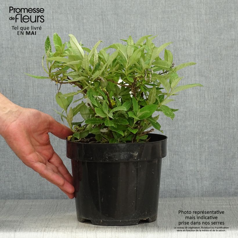 Example of Buddleja davidii Butterfly Candy Lila Sweetheart - Arbre aux papillons nain Pot de 3L/4L as you get in printemps