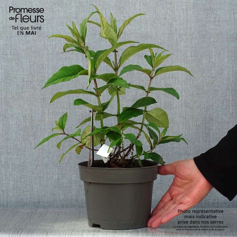 Example of Buddleja davidii Butterfly Candy Little Ruby - Arbre aux papillons nain Pot de 3L/4L as you get in printemps