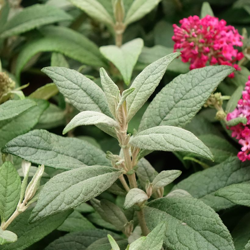 Buddleja davidii Butterfly Candy Little Ruby - Arbre aux papillons nain (Foliage)