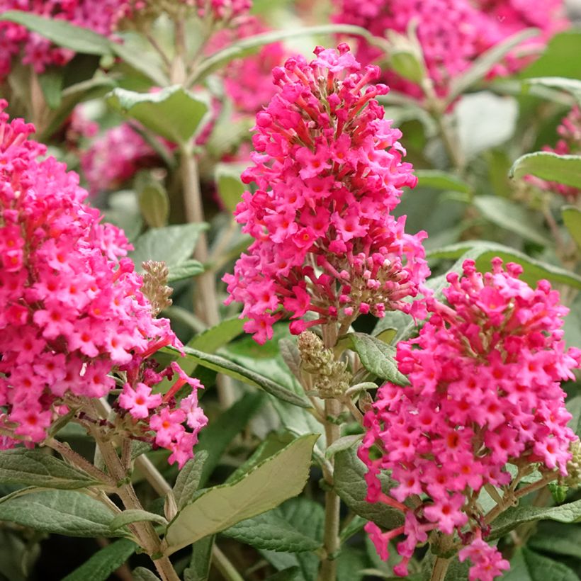 Buddleja davidii Butterfly Candy Little Ruby - Arbre aux papillons nain (Flowering)