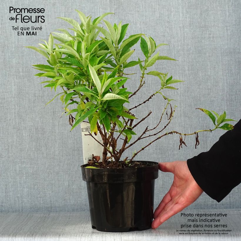 Example of Buddleja davidii Butterfly Candy Little White - Arbre aux papillons nain Pot de 3L/4L as you get in printemps