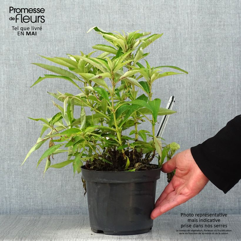 Example of Buddleja davidii Butterfly CandyLittle Purple - Arbre aux papillons nain Pot de 3L/4L as you get in printemps