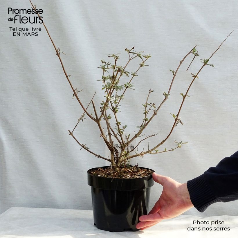 Spécimen de Buddleja davidii Camberwell Beauty - Arbre aux papillons Pot de 3L/4L tel que livré au printemps