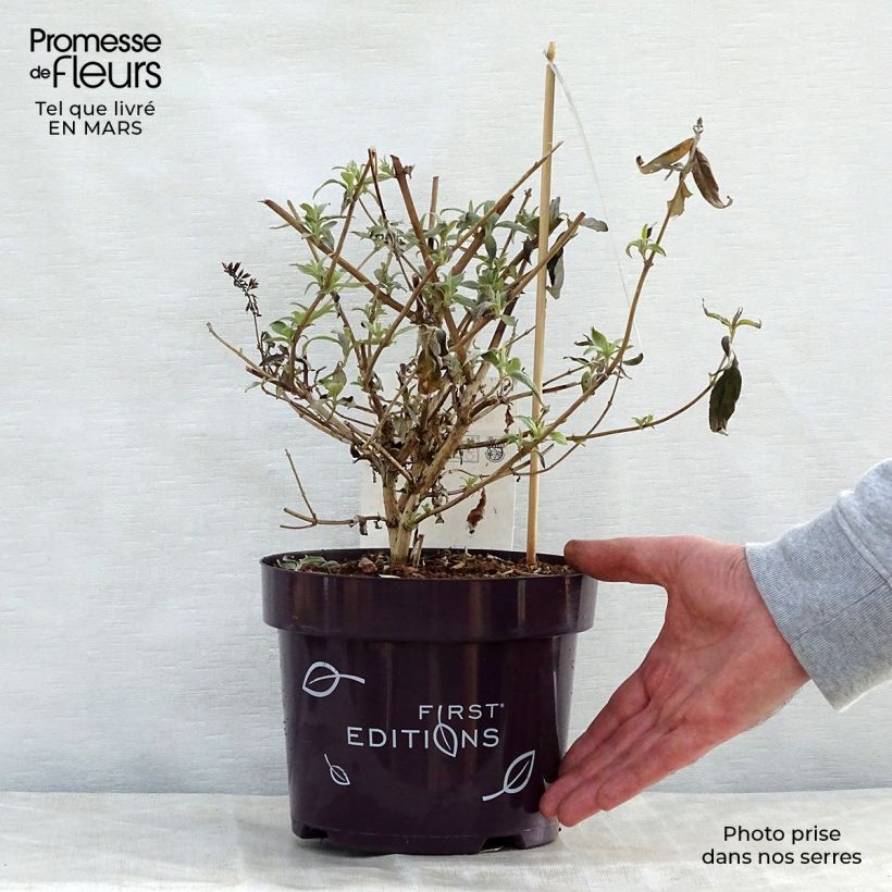 Example of Buddleja davidii Groovy Grape - Arbre à papillons Pot de 3L/4L as you get in printemps