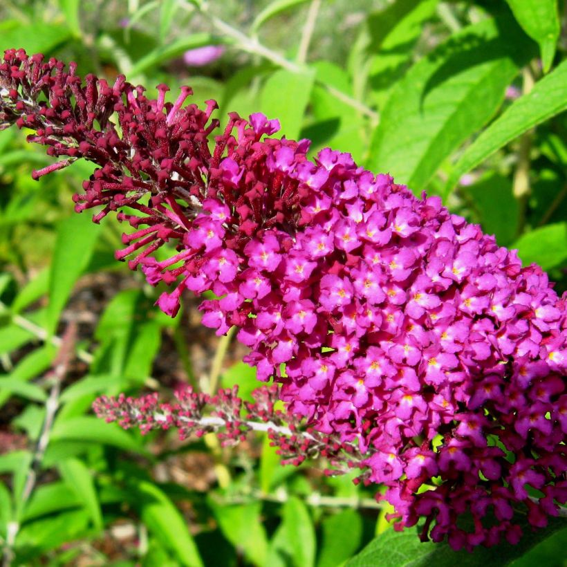 Buddleja davidii Sugar Plum - Arbre aux papillons (Flowering)