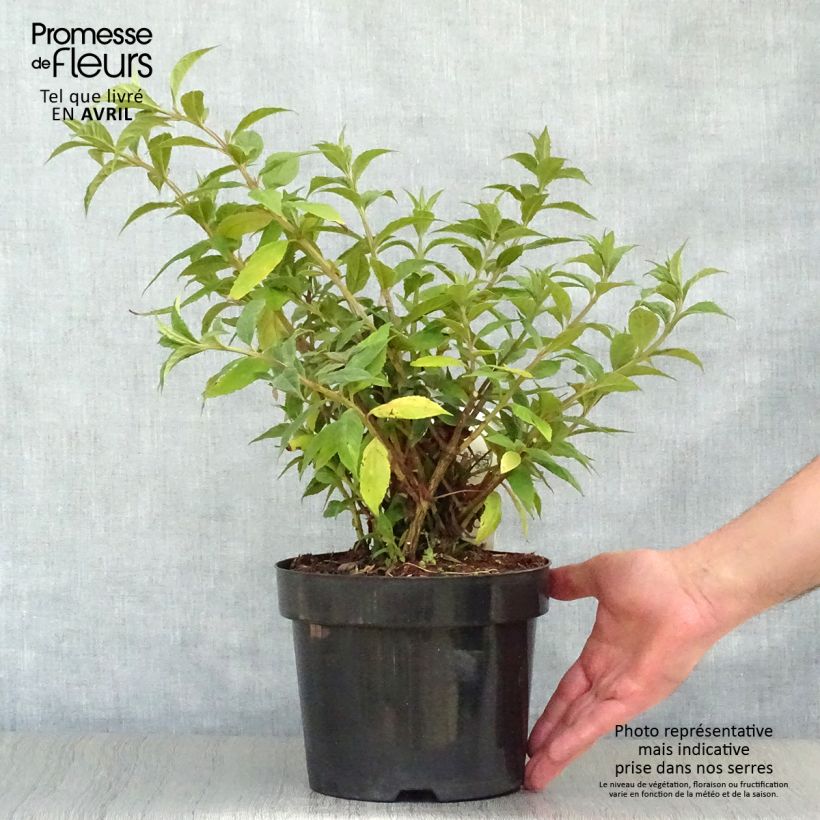 Example of Buddleja davidii Sugar Plum - Arbre aux papillons Pot de 3L/4L as you get in printemps