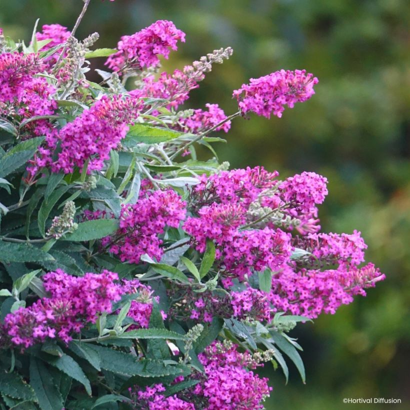 Buddleja davidii Tiny Buddy Hot Pink - Arbre aux papillons nain (Flowering)