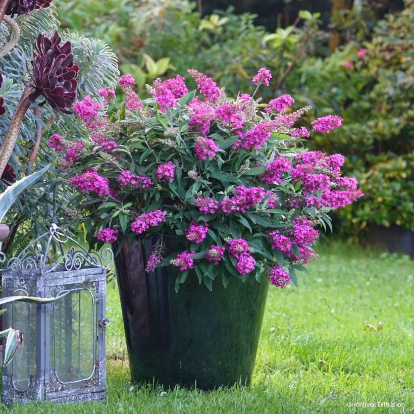 Buddleja davidii Tiny Buddy Hot Pink - Arbre aux papillons nain (Plant habit)