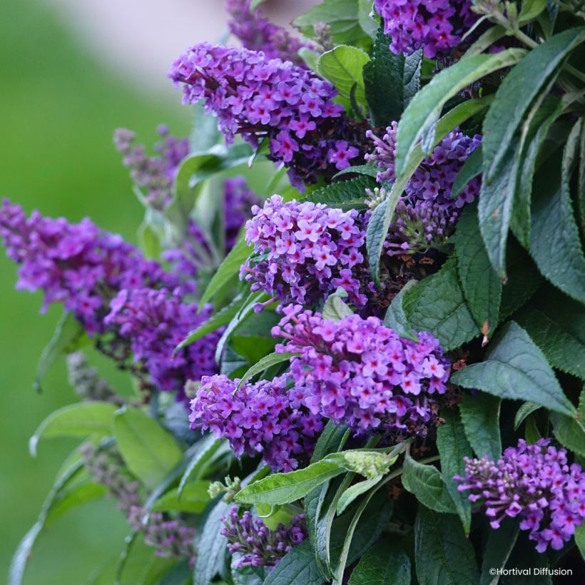Buddleja davidii Tiny Buddy Violet - Arbre aux papillons nain (Flowering)