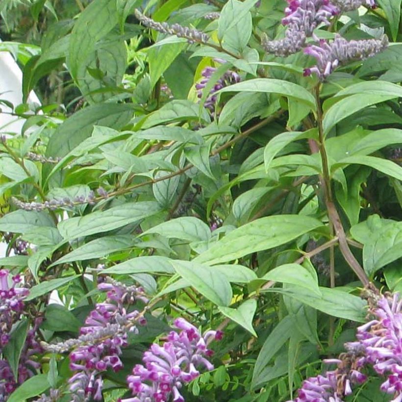Buddleja lindleyana - Arbre aux papillons de Lindley (Foliage)