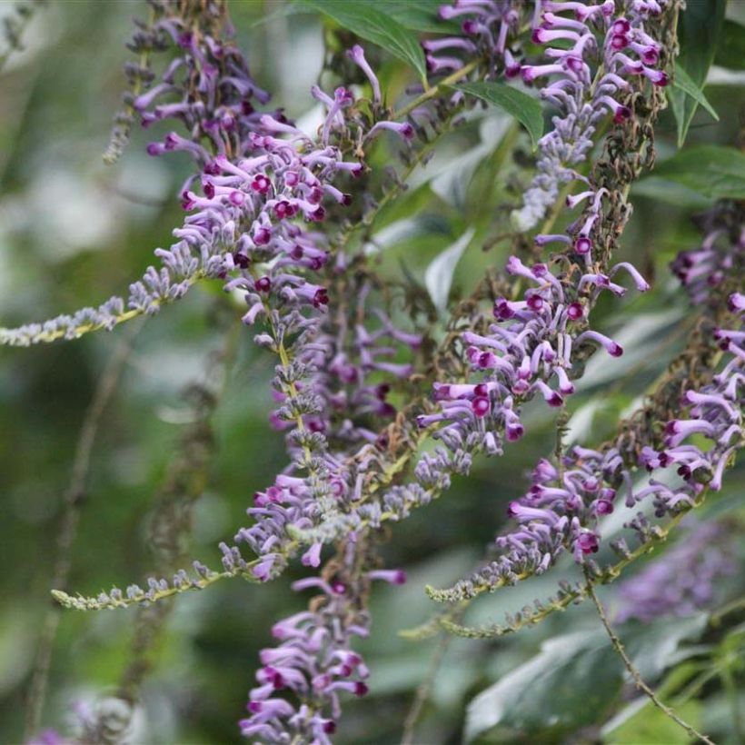Buddleja lindleyana - Arbre aux papillons de Lindley (Flowering)