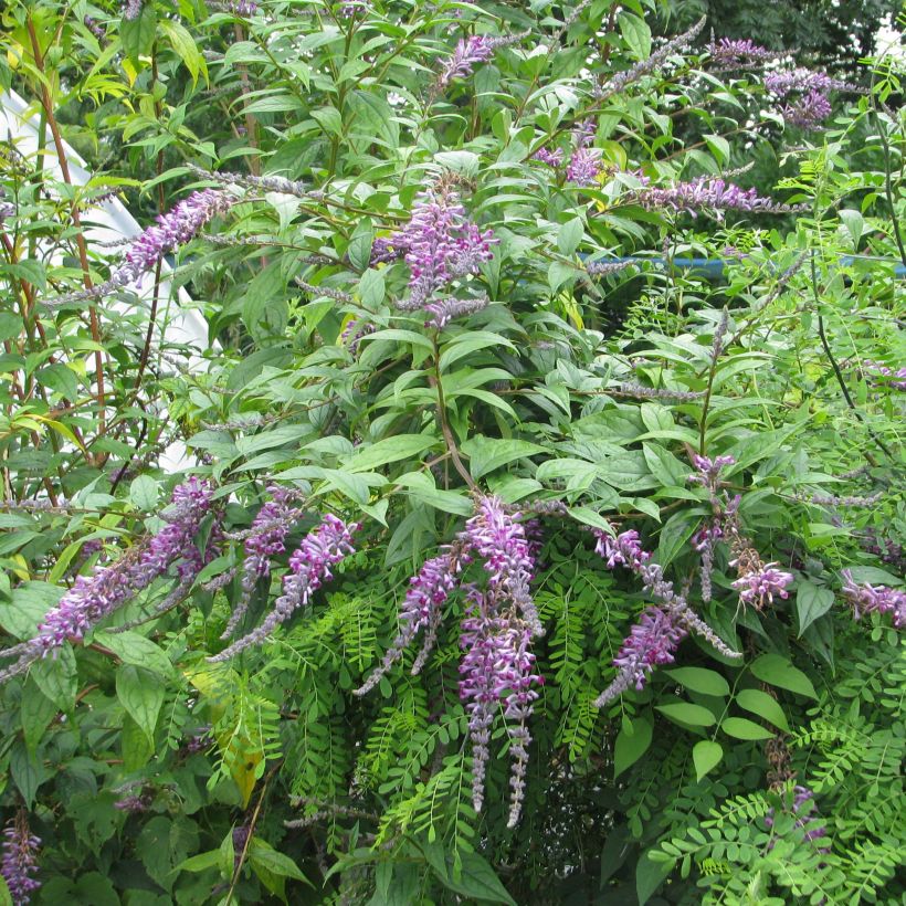 Buddleja lindleyana - Arbre aux papillons de Lindley (Plant habit)