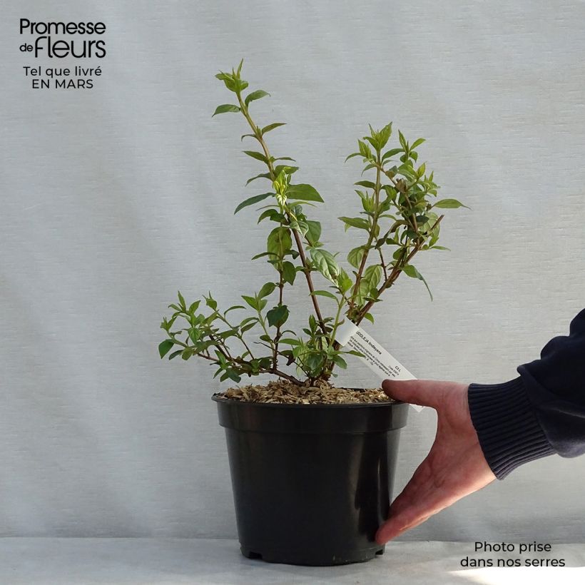 Example of Buddleja lindleyana - Arbre aux papillons de Lindley Pot de 4L/5L as you get in printemps