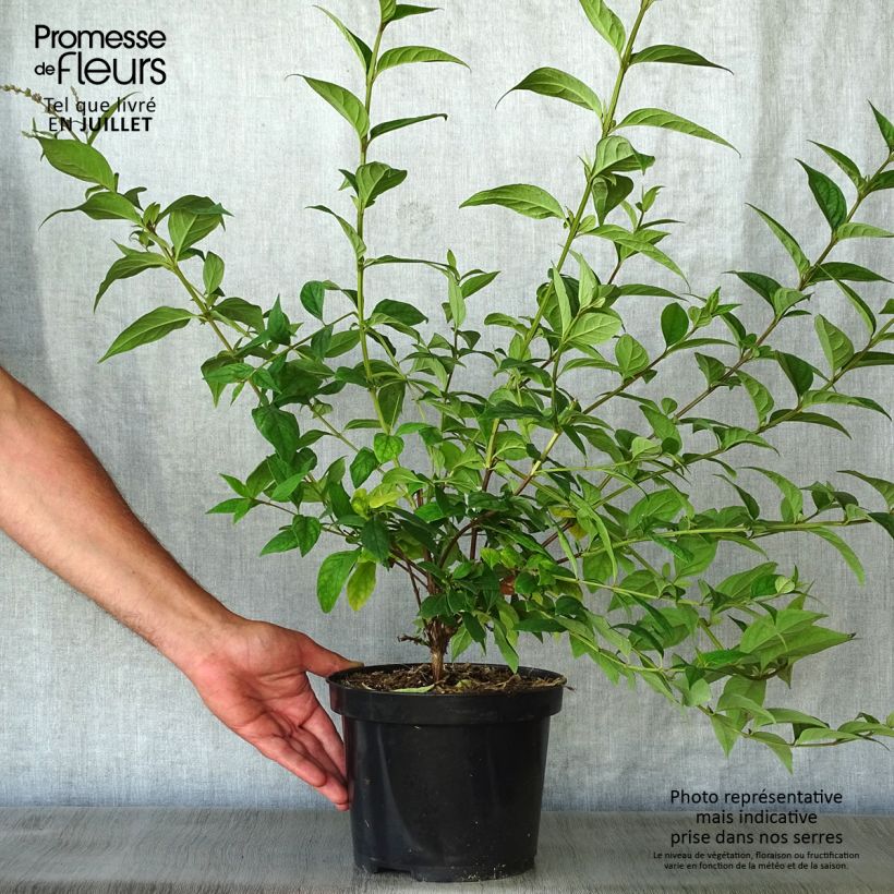 Spécimen de Buddleja lindleyana - Arbre aux papillons de Lindley Pot de 4L/5L tel que livré en été