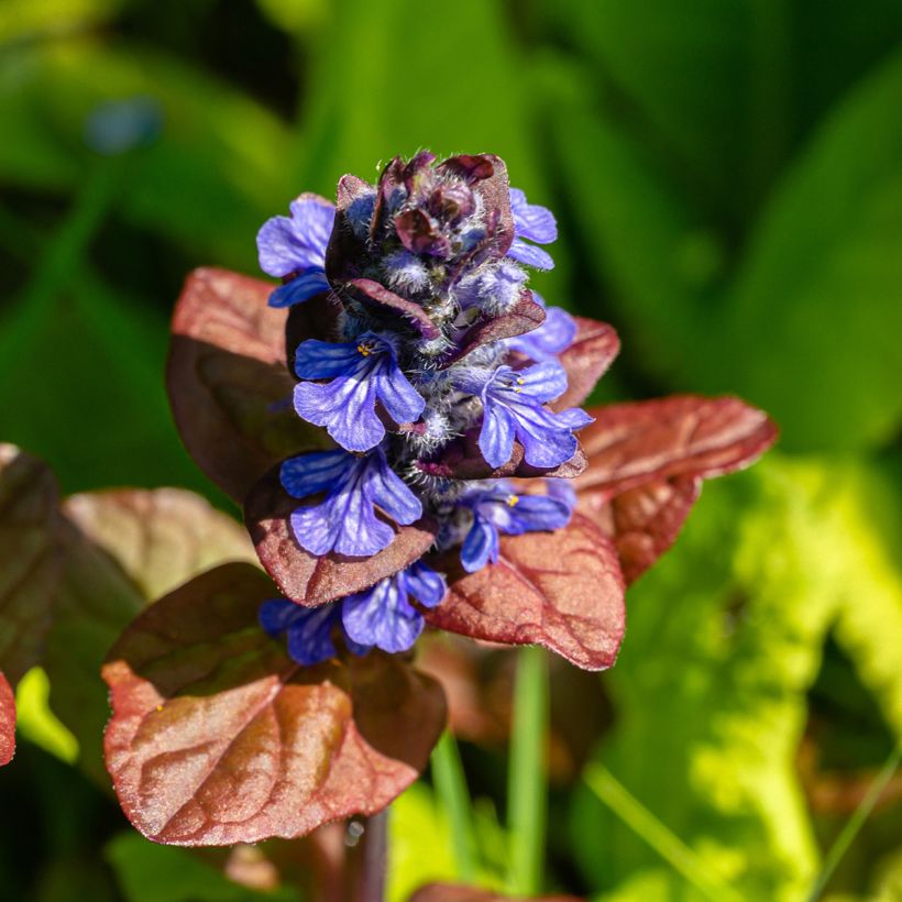 Bugle rampante - Ajuga reptans Atropurpurea (Flowering)
