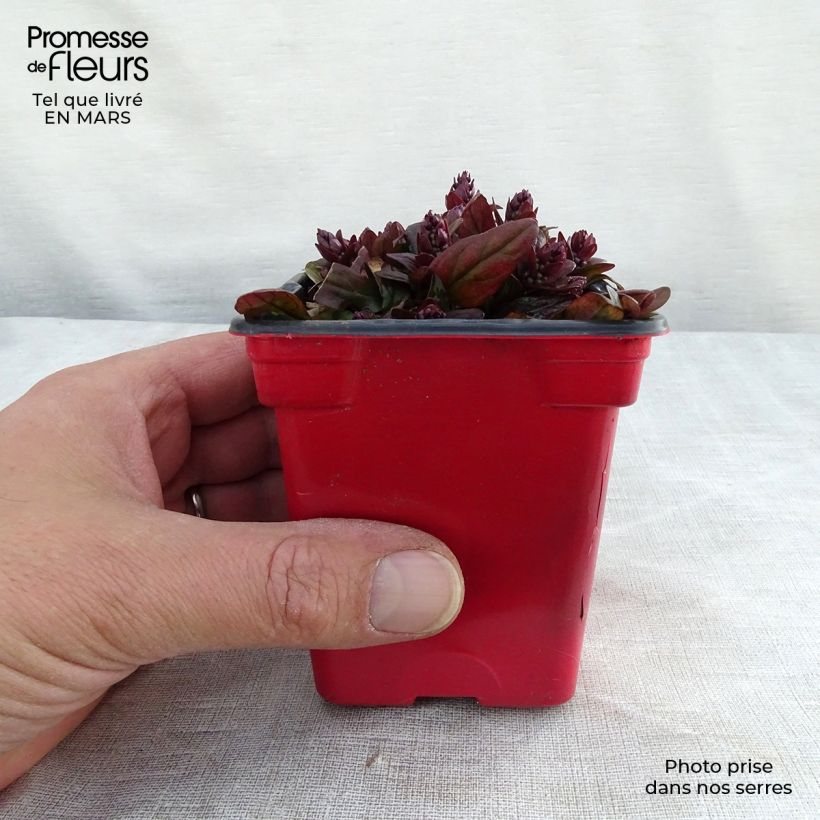 Example of Bugle rampante - Ajuga reptans Atropurpurea Godet de 7/8 cm as you get in printemps