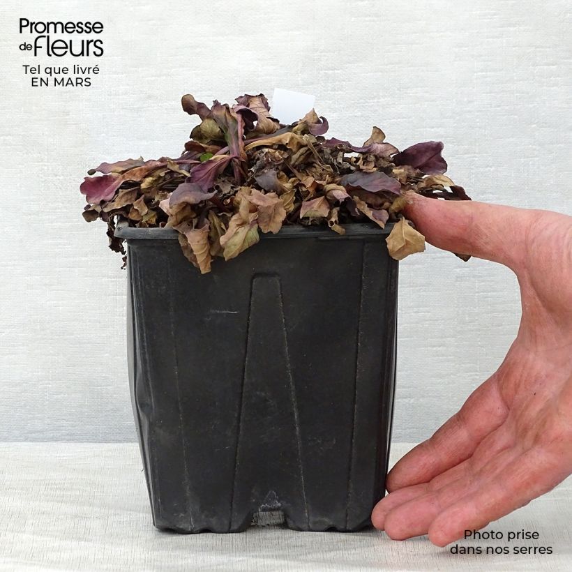 Example of Bugle rampante - Ajuga reptans Atropurpurea Pot de 2L/3L as you get in printemps